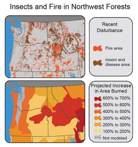 northwest-insect-fire-large